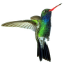 cut out Hummingbird
