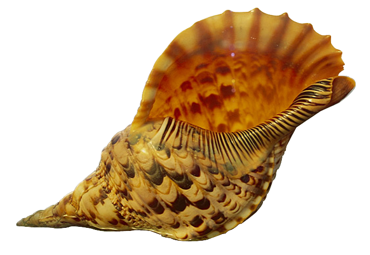 Shell cut out by SolStock on DeviantArt