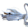 cut out Swan and reflection