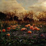 Haunted Pumpkin Patch