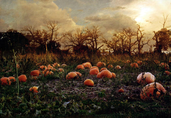 Haunted Pumpkin Patch