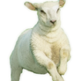 Little Leaping Lamb