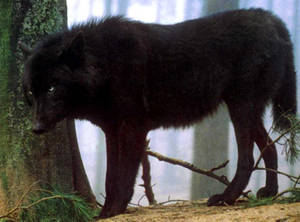 Black Wolf