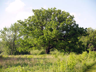 Oak Tree