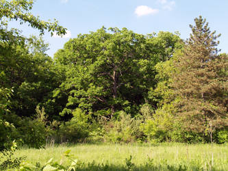 Oak and field