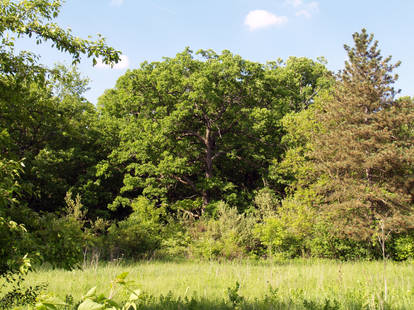 Oak and field