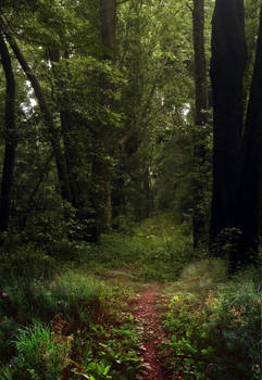 Wooded path