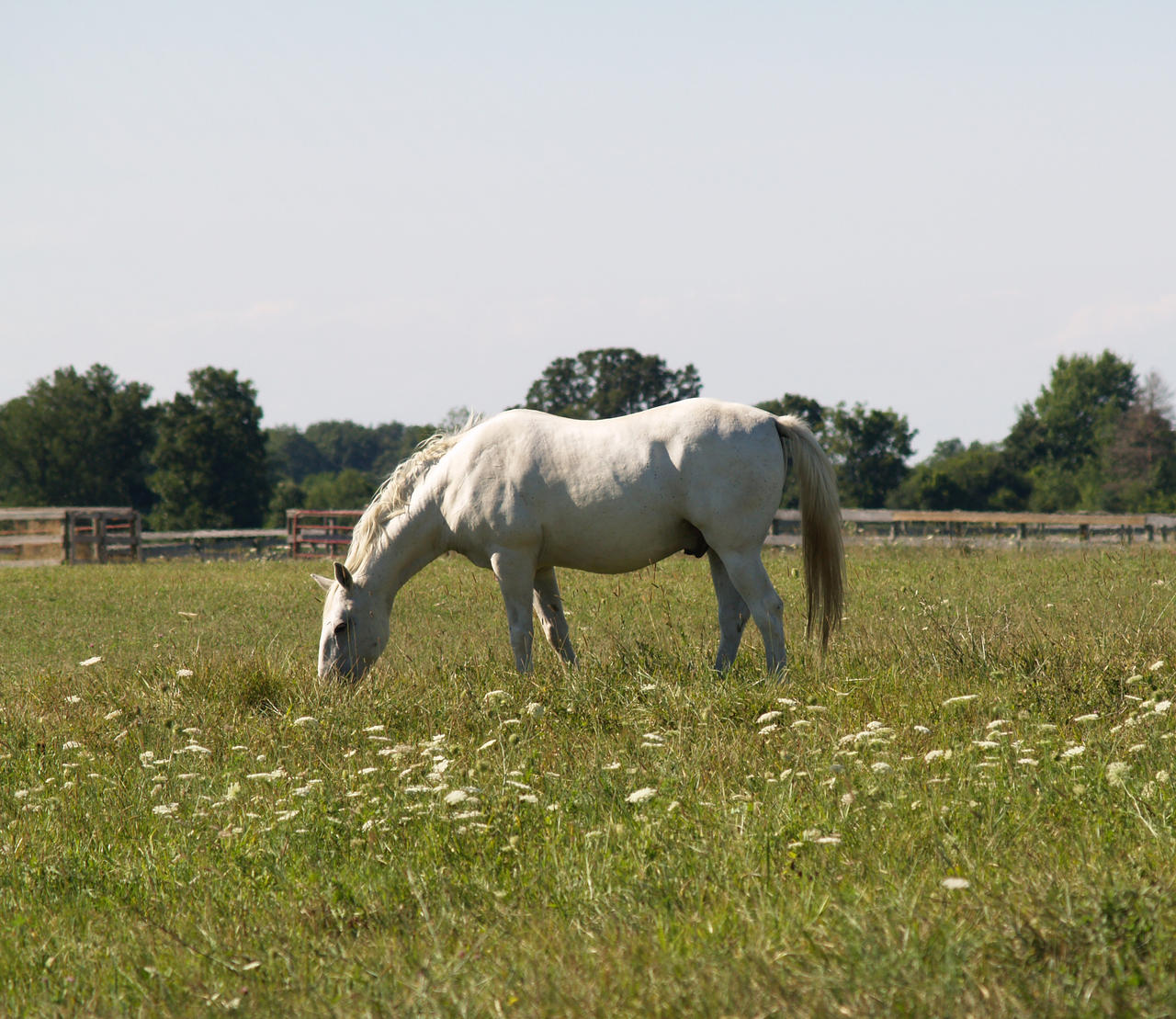 White Horse