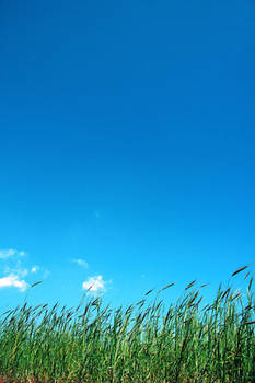 Grass and Sky