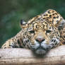 Sleeping Leopard