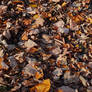 autumn texture