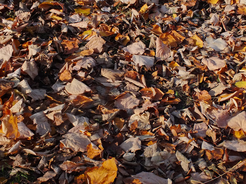 Fall Drawing Texture autumn texture by MagdaDm on DeviantArt