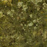 mossy rock texture