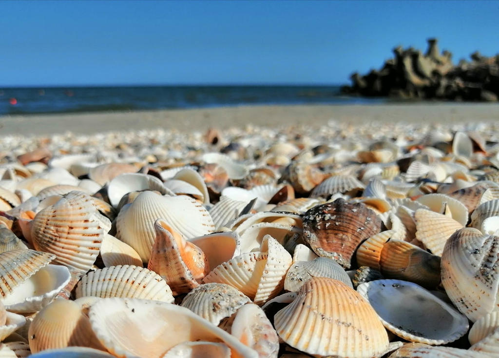 Seaside shells by MagdaDm on DeviantArt