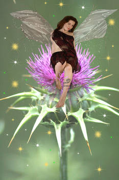 Faerie Vega on a Thistle