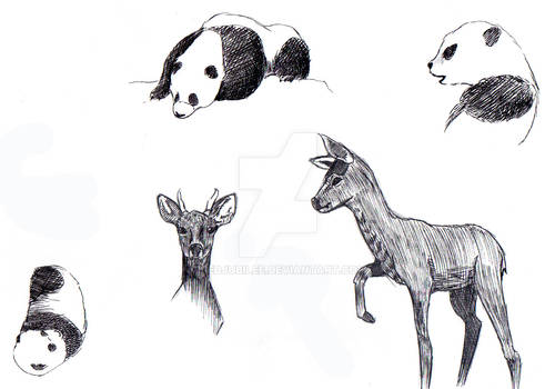 Zoo Studies Part 1