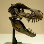 tyrannosaurus skull