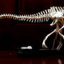 suchomimus skeleton