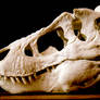 new tyrannosaurus skull