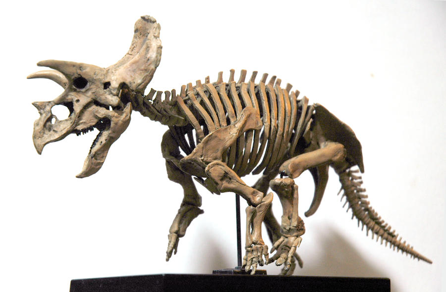 Triceratops skeleton by hannay1982 on DeviantArt