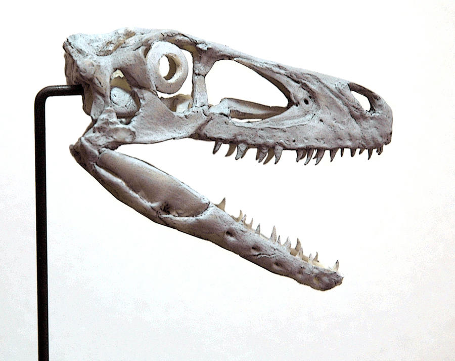 Utah Rapter Head utahraptor step 1 by hannay1982 on DeviantArt