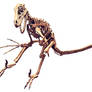 utahraptor skeleton