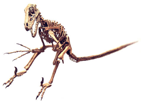 utahraptor skeleton