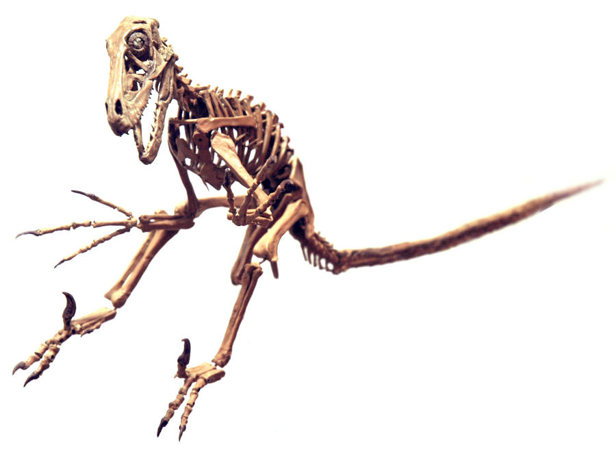 Utah Raptor Body Base utahraptor skeleton by hannay1982 on DeviantArt