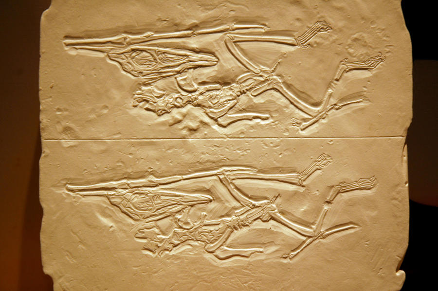 Nemicolopterus crypticus step1