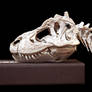 tyrannosaurus rex step 6