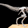 tyrannosaurus rex step14