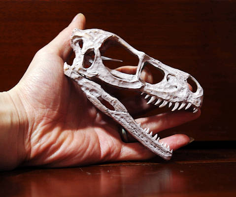 raptor skull and my hand