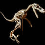 bambiraptor other side