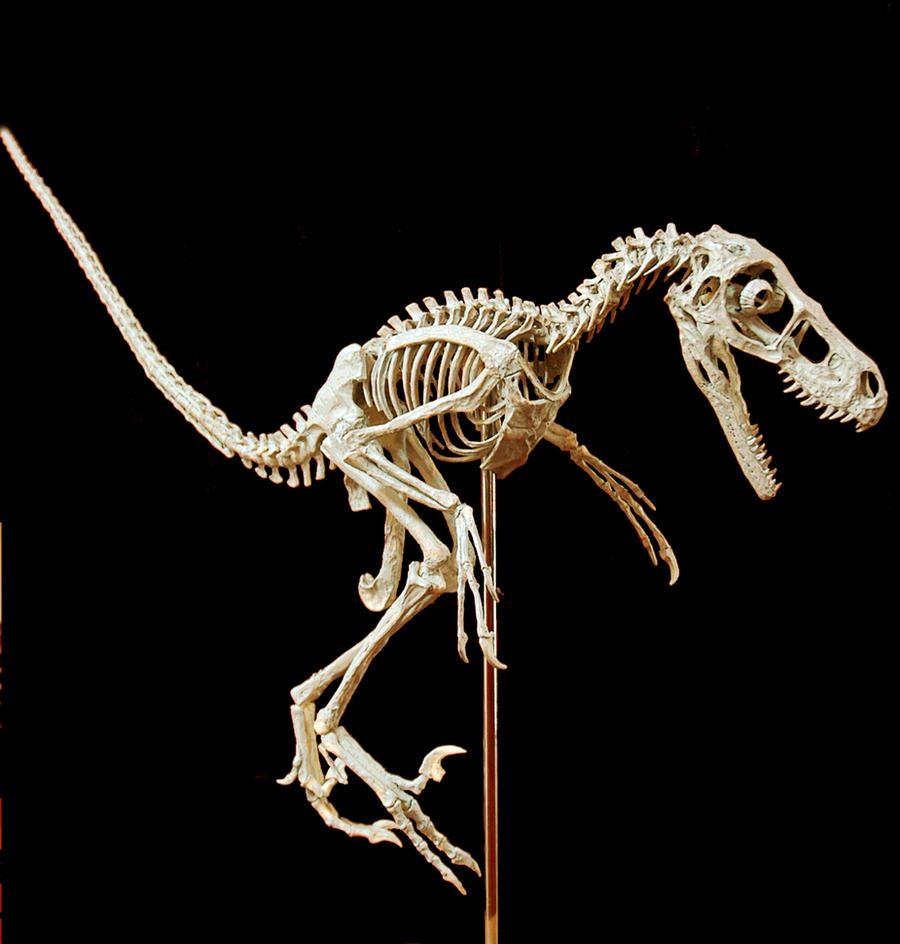 bambiraptor step11