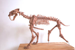 new smilodon step6