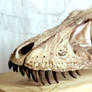 juvenile tyrannosaurus step 4