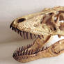 juvenile tyrannosaurus step 6