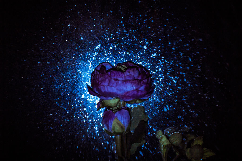 Starry Rose Starry Rose by BirdOfRain on DeviantArt