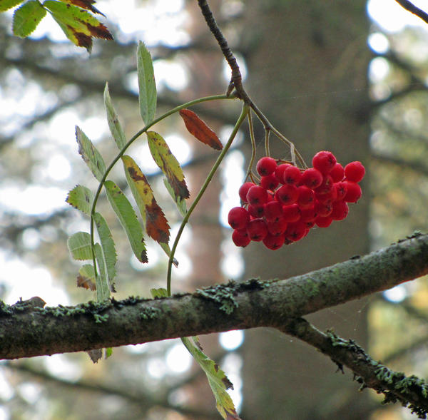 Autumn berries