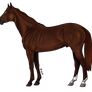 Colt