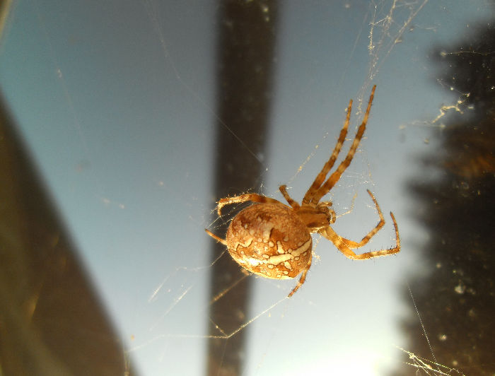 Spring Edderkop Spider Edderkop by SnowDino on DeviantArt