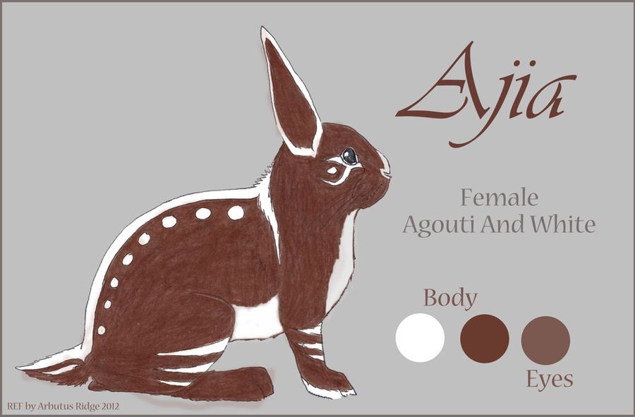 Agia Rabbit Ajia (FOR SALE) by arbutusbreedery on DeviantArt