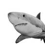 Great White Shark