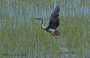 Envol de Heron