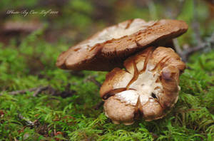 Mushroom bloom