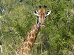 Giraffe - Kruger National Park