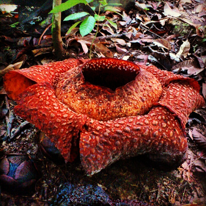 rafflesia