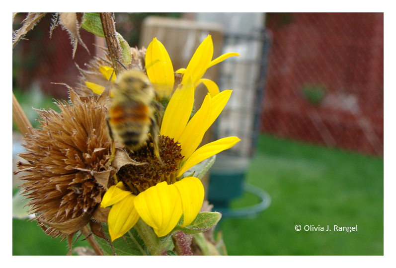 Bee in Flight