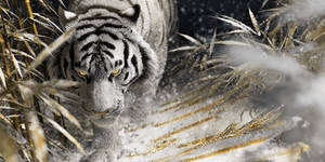 Ride the Tiger