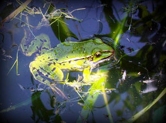 green toad in the water